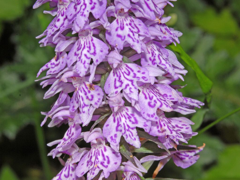 Una Orchidea dalla Val d''Aosta: Dactylorhiza fuchsii